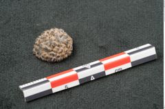 Foto (Seitenansicht) von Phymatocaryon mackayi F.V. Mueller (NHMW-GEO-2024-0188-10459)